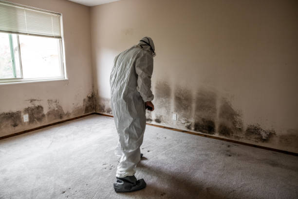 Best Commercial Mold Inspection  in Kingsbury, NV